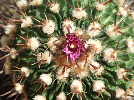 echinofossulocactus