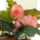 Gumos_begonia-003_1836541_4768_t