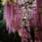 35pcs-bag-hot-selling-pink-Wisteria-Flower-Seeds-for-DIY-home-garden-Free-shipping