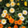 Eetbare_bloemen_13_1837894_9132_t