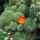 Dscf8606_1838393_1333_t
