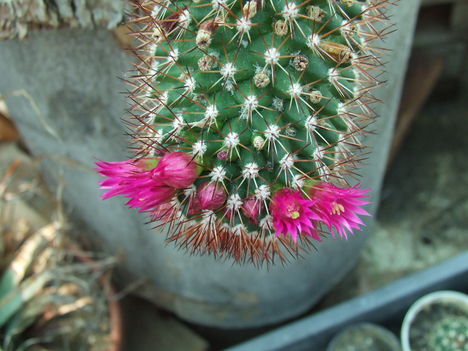 DSCF8611