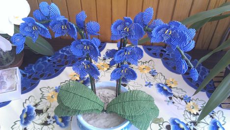 Kék Orchideám 2