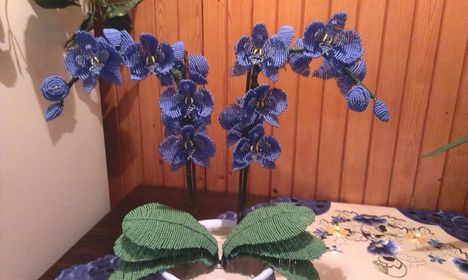 Kék Orchideám 3