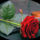 Koszont_1838486_3840_t