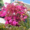 Bougainvillea (2)