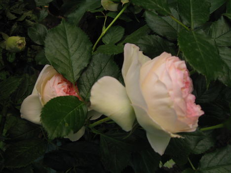 Eden Rose  (kívül krémfehér, belül sötétrózsaszín )