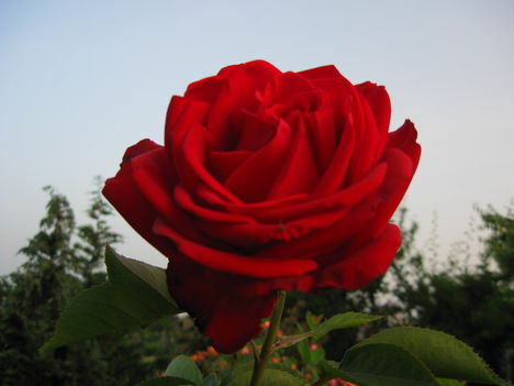 Ingrid Bergman rózsa