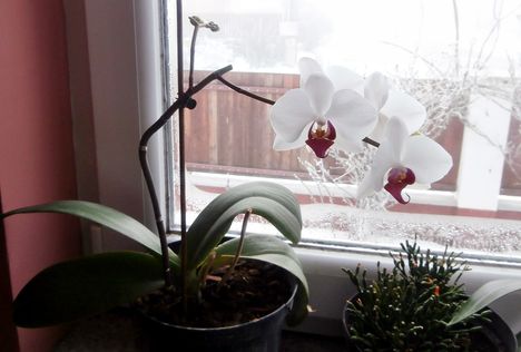 Kedvenc orchideám virágzik