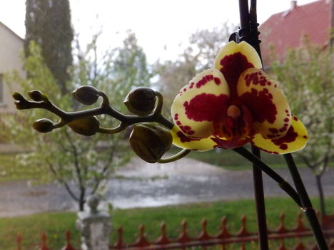 Orchidea. 1