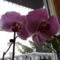 Orchidea. 2