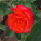 Skarlát színű rózsa