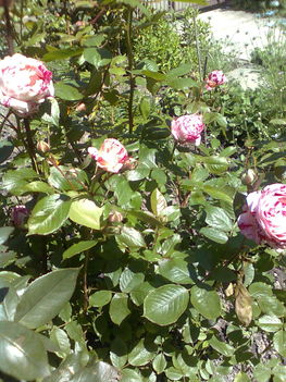 cirmos illatos rózsa
