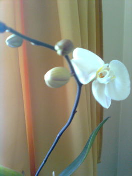orchidea ujra virágzik