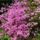 Rododendronok-001_1842063_2639_t