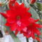 Szeretet kaktuszvirága....:Dáma Lovag Erdős Anna