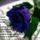 Aldottszep_napot__kivanok_1844913_9007_t