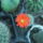 Dscf8666_1844168_5286_t