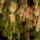 Lepkeszarny_2_1844095_1814_t