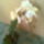 Orchidea-002_1844532_5056_t