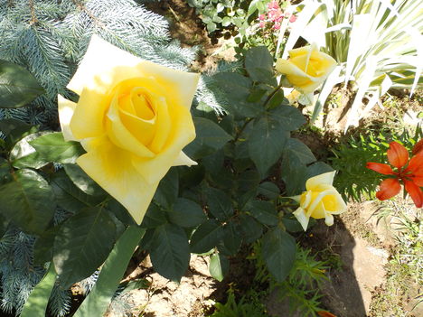 Őszintén szólva, ezt a sárga rózsát ha más kertjében láttam volna meg én is meg irigyeltem volna ! 