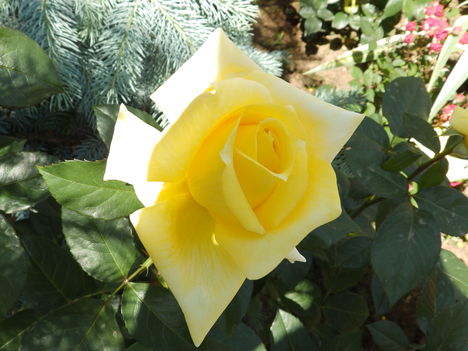 Őszintén szólva, ezt a sárga rózsát ha más kertjében láttam volna meg én is meg irigyeltem volna ! 