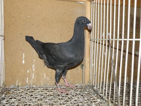 P5283386