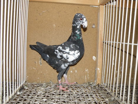 P5283398