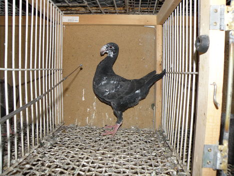 P5283407