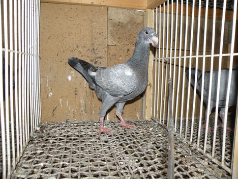 P5283411