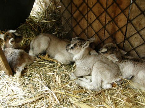 Lujzi kecske 4-es ikrei a Berényben, születésük után 1 nappal