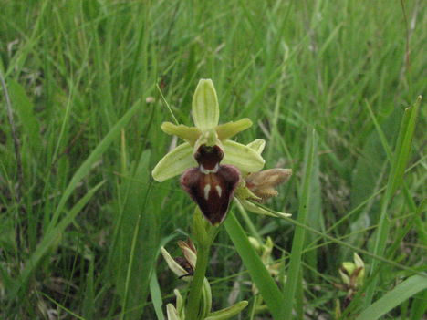 Pókbangó (Ophrys sphegodes) 1