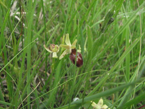 Pókbangó (Ophrys sphegodes) 2