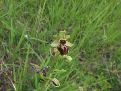 Pókbangó (Ophrys sphegodes) 3