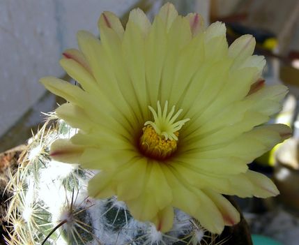 virágzik a kaktusz