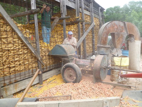 Kukoricamorzsolás az Aronyos-szigeti dűlőben, Mosonmagyaróvár 2014. május 24.-én