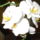 Orchidea_1847110_1736_t
