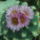 Dscf8749_1848238_2153_t