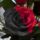 Kulonlegesrozsa_1848424_4862_t