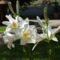 Liliom.