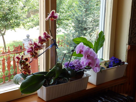 Orchidea. 