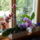 Orchidea-001_1848587_8759_t