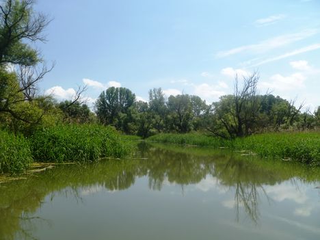 Öreg-szigeti belső tó, Kisbodak 2014. június 03.-án