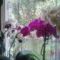 3 féle lepke orchidea