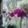 3_fele_lepke_orchidea-001_1849026_2484_t