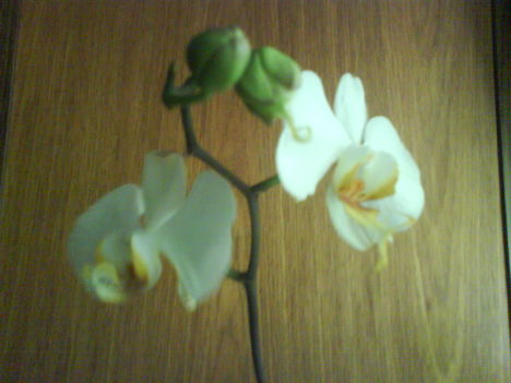 Fehér nagyvirágú orchid