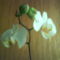 Fehér nagyvirágú orchid