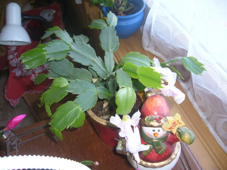 Az első karácsonyi kaktuszom , ami nem pusztult ki:)