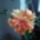 Egy_ujabb_es_mas_az_arnyalata_1804280_4606_t