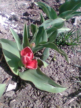 Kép020 Tulipán 